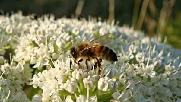 Кампанейщина с бощевиком привела к массовой гибели пчел.