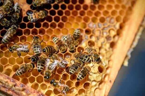 Глифосат от компании Monsanto способствует сокращению популяции пчел