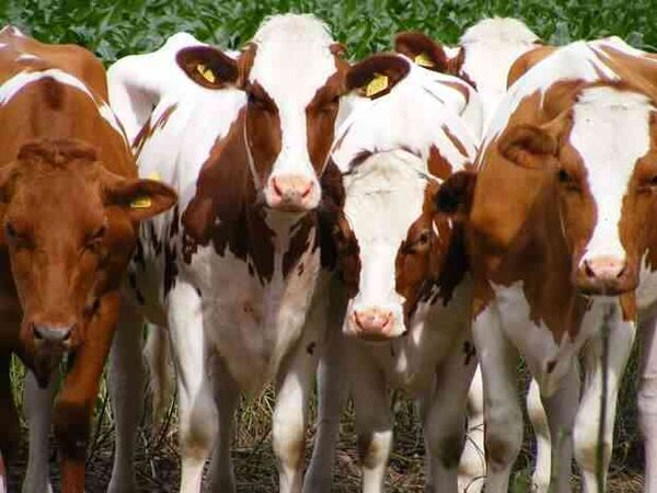 Последствия санкций: Danone перевозит коровье стадо из Европы в Россию